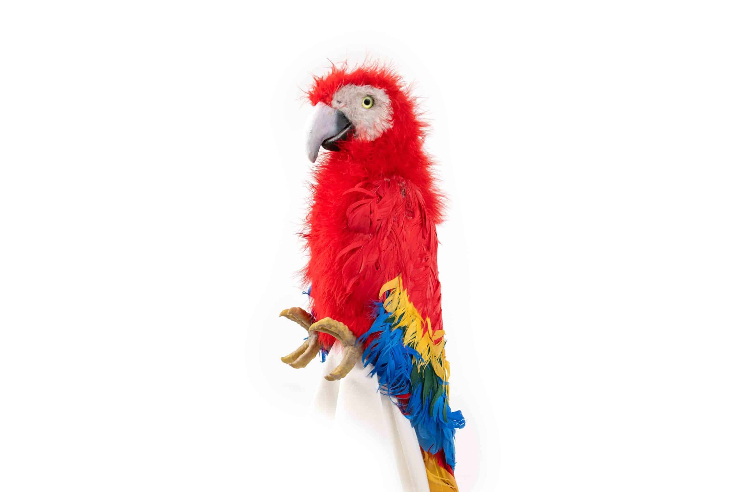07_Parrot_red