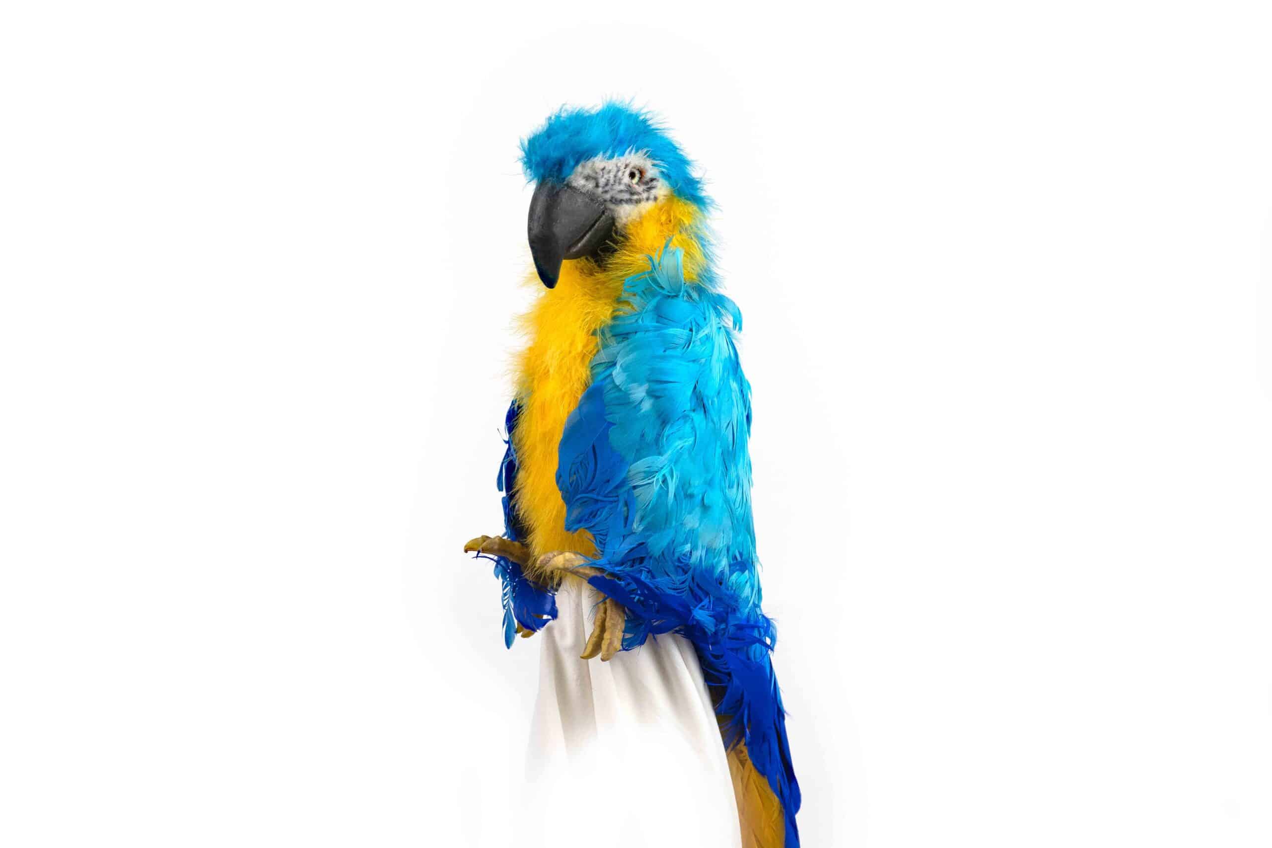 08_Parrot_blue